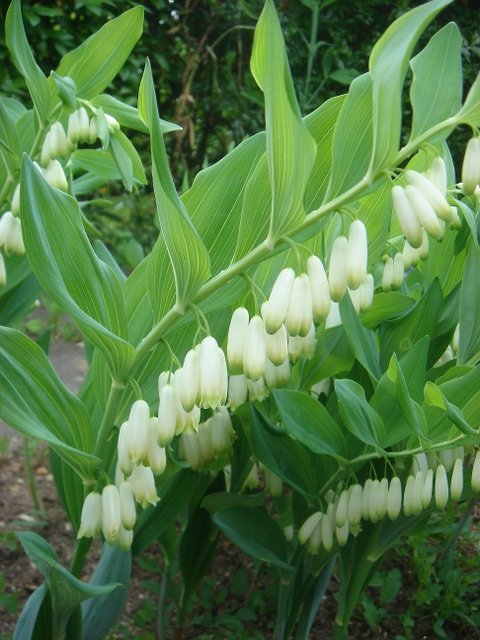 Polygonatum multiflorum